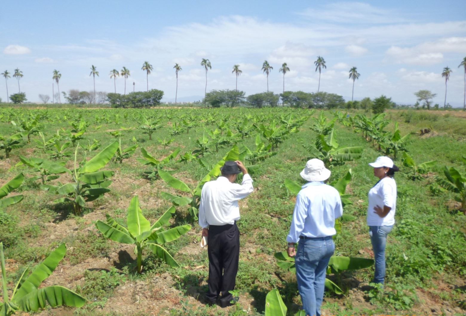 Miles De Hect Reas Agr Colas Del Valle Del Chira Afectadas Por Falta De