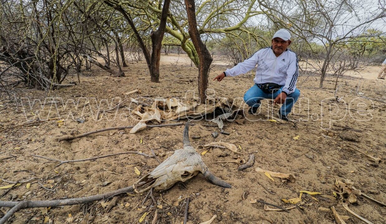 La muerte de cabezas de ganado se duplica en la comunidad Nacho Távara