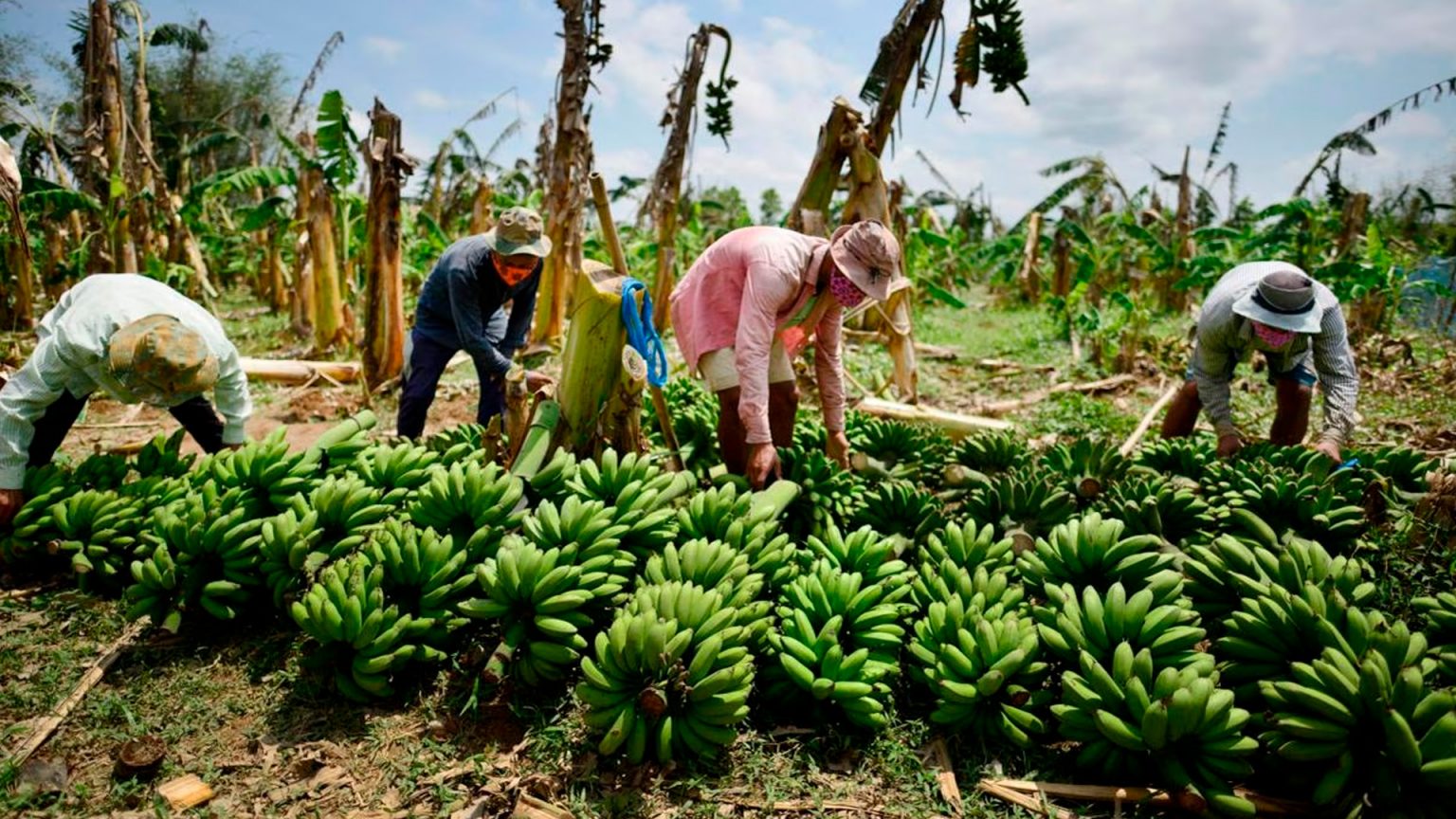 Plaga Fusarium Pone En Riesgo A Mil Hect Reas De Banano Cutival Piura