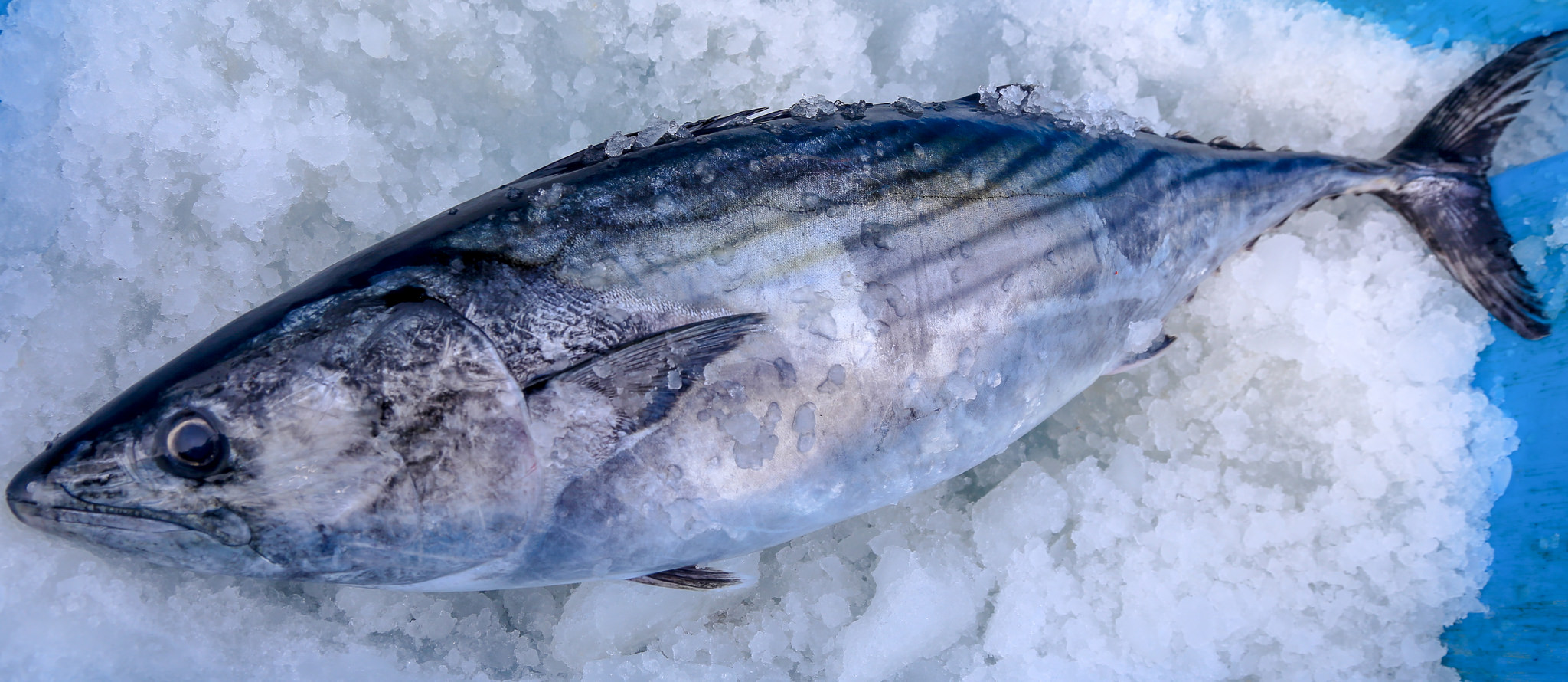 Pescado congelado: Pros y contras que tiene su consumo