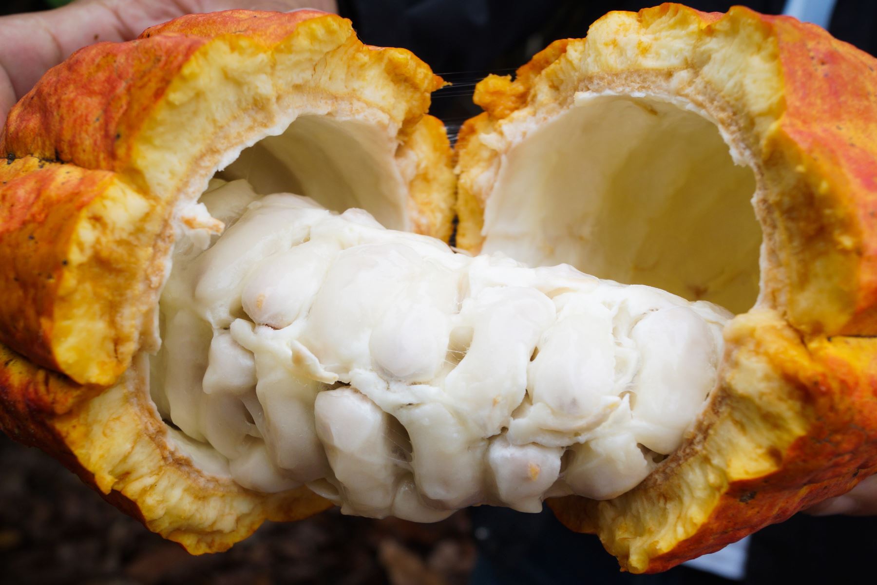 National Geographic cacao blanco de Piura es el mejor del mundo
