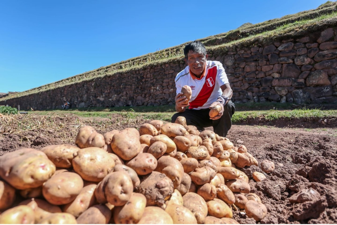 Perú Lidera La Producción De Papa En América Latina Cutivalú Piura