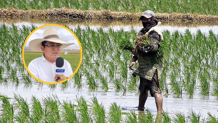 Piura: advierten posible déficit de agua para cultivo de arroz