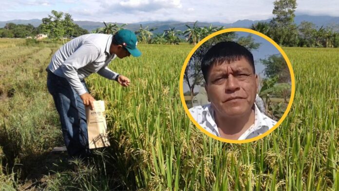 Agricultores piden seguridad ante extorsiones durante cosecha de arroz